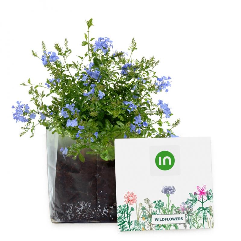 Image of Essentials Letterbox Gardens